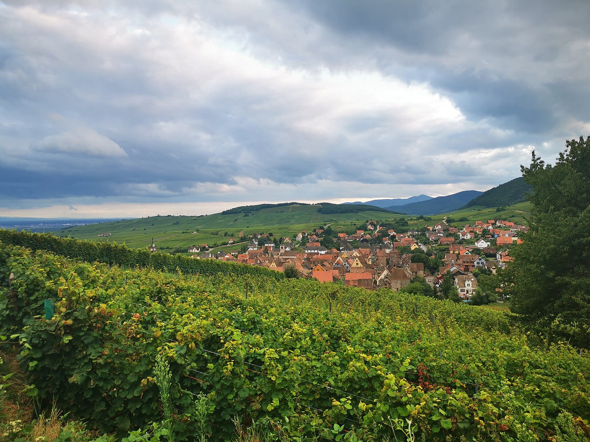 Le vignoble et un village d'Alsace